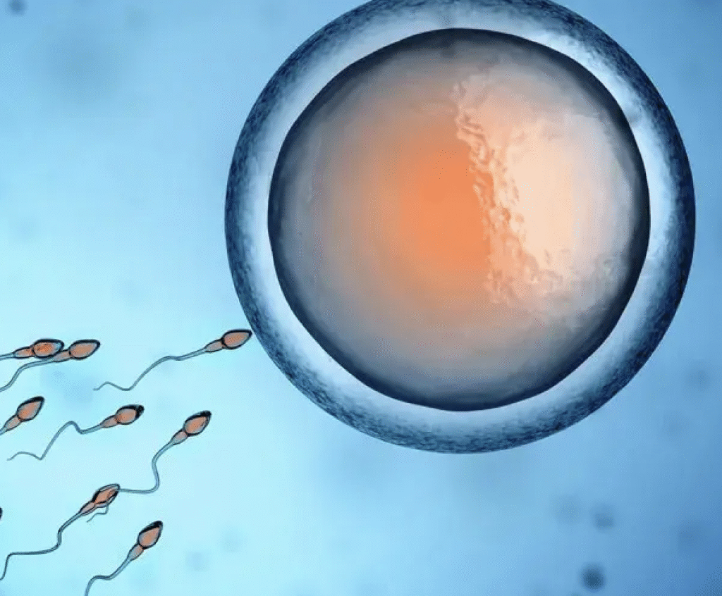 Cryoconservation de sperme à Fès : indications, procédure et conservation